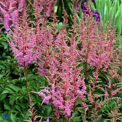 Astilbe