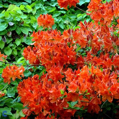 Løvfældende Rhododendron