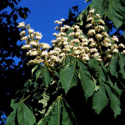 Fyldtblomstrende Hestekastanie