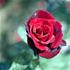 Storblomstrende rose