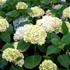 Havehortensia