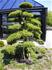 japansk kristtorn (Bonsai)