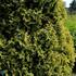 Thuja