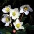 Julerose