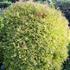 Thuja
