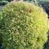 Thuja