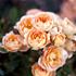 Slyng og espalier rose