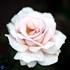 Storblomstrende rose