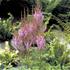 Astilbe