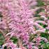 Astilbe