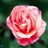 Storblomstrende rose