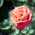 Storblomstrende rose